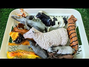 Where Do Animals Live? | Learn Homes of Zoo and Farm Animals for Kids