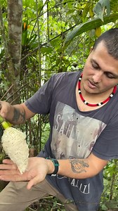 La Estococa o fideos de montaña (Cardulovica palmata, familia Acanthacea) es una planta que parece una palmera pero no lo es, es muy especial por sus usos comestibles y su distintiva inflorescencia. Fue una de las primeras plantas que mi tata me enseñó en la selva cuando yo era niño, se me quedó grabada en la memoria para siempre. Uno de los resultados de la conservación absoluta en Costa Rica ha sido el abandono generalizado de los productos no maderables del bosque que antaño se utilizaban dia