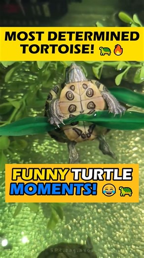 Funniest Tortoise Moments! 🐢😂 Why is he like this? #shorts #funny #animals #tortoise