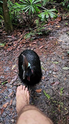 man attacked by world's most dangerous bird #cassowary #southerncassowary #kuranda #cairns #Australia #wildlife #birds #birding