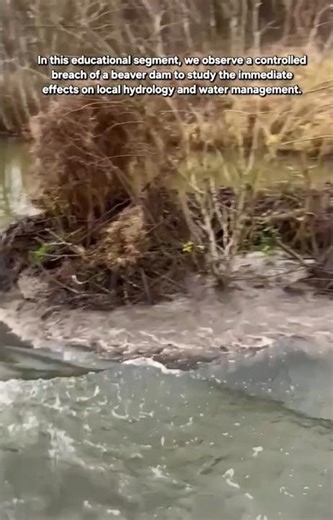 ​Unlocking the Flow: The Science and Impact of Beaver Dam Breaching