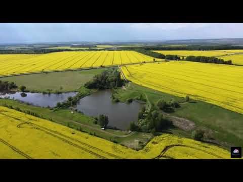Rapeseed Fields in Bloom | Spring Countryside Nature Relaxation