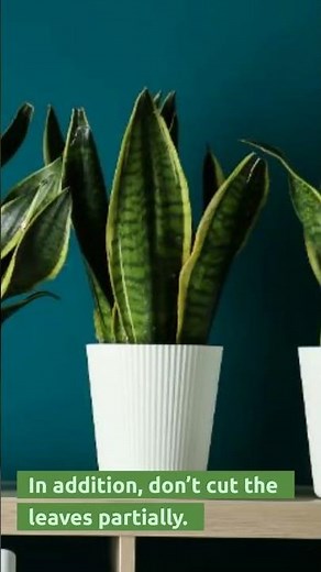 Find Out How To Trim Snake Plant With These Superb Tips! (2022)