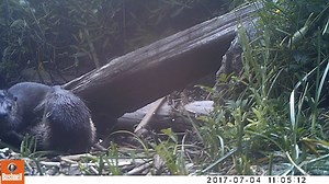 1.1K views · 80 reactions | Seen an otter lately? Input your sightings at riverotterecology.org, and help us update river otter range maps! | The River Otter Ecology Project | Facebook