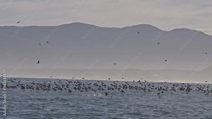 Marine sunset seascape. Aerial drone view of Beautiful Sunset Over the Sea with Flying Birds Footage. Seagulls and cormorants flying over strong waves and hunt fish. Wildlife, nature, freedom concept.