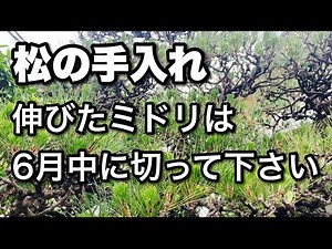 【5.6月の松の手入れ】松をスッキリさせる技！（松剪定）