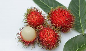 Tác dụng, vai trò của chôm chôm và cách ăn chôm chôm đúng cách