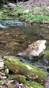 12K views · 144 reactions | It’s quite peaceful at Smallin Civil War Cave just south of Springfield. The Ozarks are beautiful any time of year. | I Love Springfield, MO! | Facebook