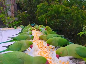 amazing indian ringneck parrot feeding in my balcony | Free Flaying Parrot | beautiful aviary in india . . #parrot #parrots #Top10indianparrot #indianringneckparrots #indianparrots #parrotstalking #ringneckparrot #parrotvideo #parrottalking #talkingparrot #indianringneckparrot #parrotvoice #dancingparrot #WildBirds #WildBirdsBD #wildbirds #WildBirdsBDvideo #WildBirdVideo #AlexandrineParrot #AlexandrineParrots #AlexandrineParrot #parrotNaturalVoice #alexanderparrotcollection #BiggestBirds #parrot