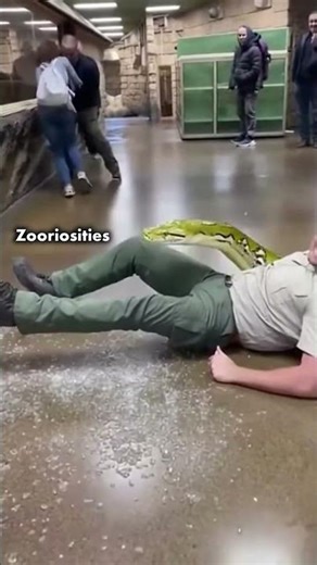 Python Breaks Glass! Zoo Chaos! 😱🐍 #animalrescue #wildlife #shorts