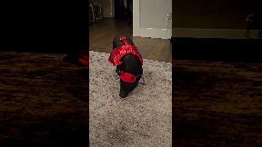 Mini Pig in Costume Spins for Carrots