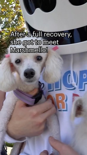 Hope For Paws on Instagram: "Badly injured dog was left on the road for 24 hours and no one helped her! The full rescue video is now here: www.HopeForPaws.org and it ends with a hug from @marshmello 🥰🥰 (link in bio) The saddest part in this story is that it took place in one of the roughest neighborhood here, and the guy who guided me to her location wouldn’t come downstairs because he didn’t want the neighbors to see him as someone who CARED about animals!! He didn’t want to appear “weak”. He