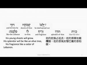 Hosea 14: Hebrew interlinear audio Bible 希伯來文聖經:何西阿書十四章
