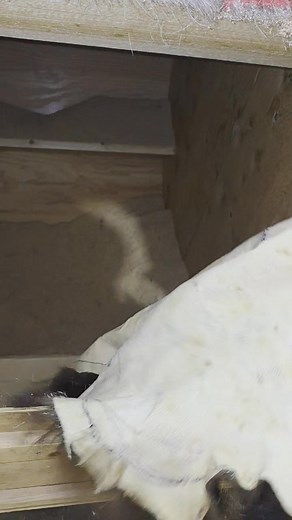 Shining ,softening , cleaning and screening.!! All extremely important steps to getting the pristine bear hide!!! | Gordo's Crick of the Valley Saskatchewan fine furs.