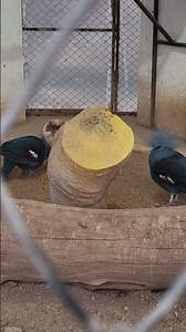 victoria crowned pigeon