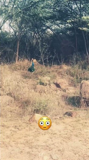 😳Horror Jungle #jungle #youtubeshorts #forest #wildlife #viral #shorts