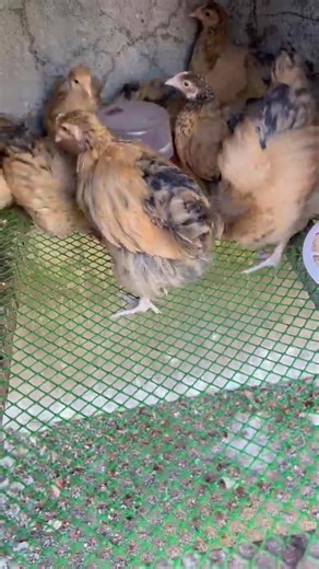 Our English Golden US Line and Lace UK Line Buff Orpingtons are already 6 weeks old! 🐣 They are growing so fast, and we’re so excited to watch them continue to develop. Time flies when you're raising a flock! ✨