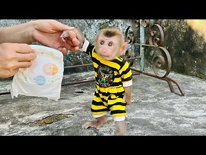 Baby monkey Tina finished pooping and ran to find her mother to change her diaper.