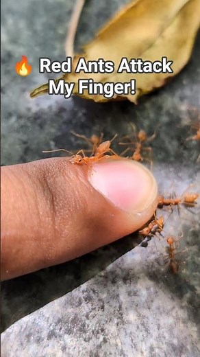 🔥 Red Ants Attack My Finger! | Painful Bite Up Close 🐜😱