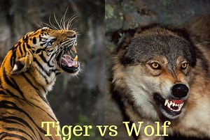 Wolf vs Tiger: Who Will Win in a Fight? | Earth Eclipse