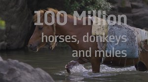 We protect and improve the lives of horses, donkeys and mules which give people in the developing world the opportunity to work their way out of poverty. | Brooke, Action For Working Horses and Donkeys