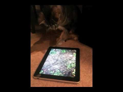 iPad Cat - Learning to fish on the iPad