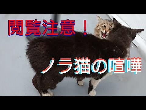 【閲覧注意】大迫力！！至近距離でノラ猫が喧嘩（続編）