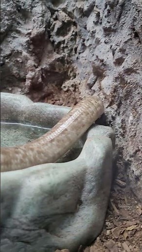 Incredible Legless Lizard Up Close 🦎✨