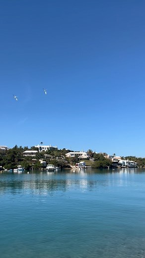🐦 Have you ever heard the enchanting song of our iconic Bermuda longtail? 🎶 These magnificent birds, with their striking white bodies and long tails, are known for their beautiful singing voices that grace the shores of Bermuda. 🏝️ If you’re visiting Bermuda during the next 5 months listen out for their sweet serenade! 🎵✨ #BermudaLongtail #Bermuda #longtail #oceanbirds #birdsofthesea #iconic #soundsofbermuda #visitbermuda | Bermuda.com