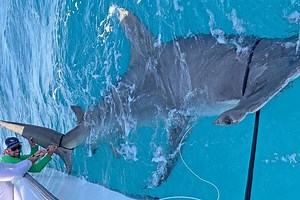 14-Foot Hammerhead Shark Big Enough to Be a World Record