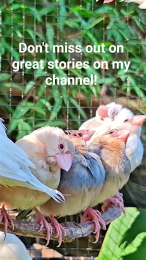 Java finch bird, beautiful bird videos