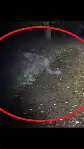 ZONA PARANORMAL 🔞 on Instagram: "Esto fue grabado por una pareja de esposos mientras paseaban a sus mascotas en un parque del Reino Unido que se creé está embrujado. ‎ ‎Hannah Rowett, de 52 años, y su esposo, Dave, paseaban a sus perros por el parque a altas horas de la noche cuando vieron una figura blanca arrastrándose por el sendero del parque. #paranormal #misterios #real #reinounido🇬🇧 #fantasma #creepy"