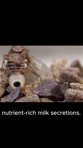 Inside the Tsetse Fly: A Rare Live Birth in Insects