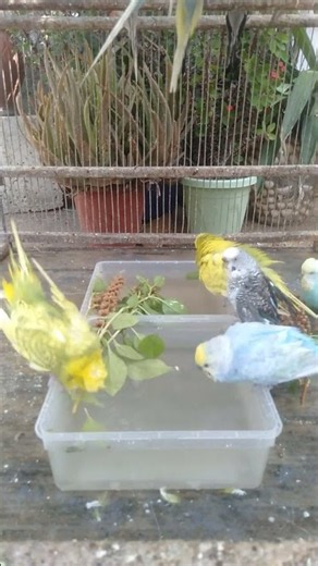 This Amazon bird toy is SO COOL#birds#parrot #birdslover #budgis #lovebirds #budgiegar #cute #health