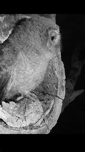 This tawny owl's first fledge didn’t go as planned