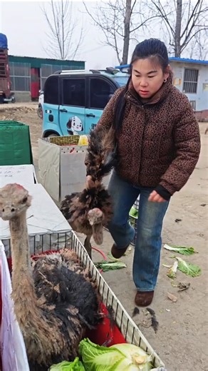 Wild Ostrich Farm Daily Farm Work Amazing Farm Life viral short video