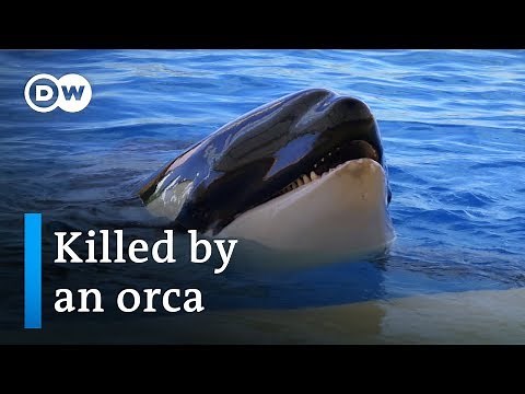 Release the killer whales! | DW Documentary