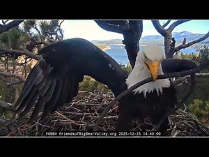 Jackie & Shadow Visit The Nest On Christmas! 💕 Two Sticks Added! 💕 Big Bear FOBBVCAM 12.25.25