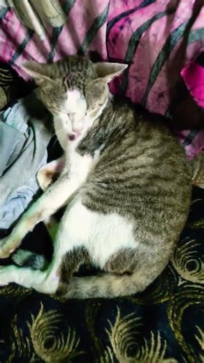 cat doing things #cat #studywithmeandmycat #shorts