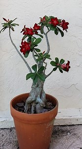 Two Worlds - Saint Cardinal John Henry Newman Website