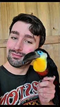 how a baby toucan grows up over 6 years #animals #birds #toucan #baby #kitten #cute #puppy #pets