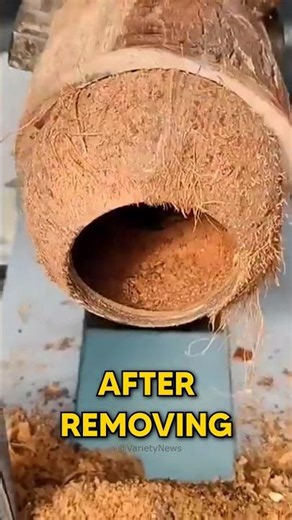 From an empty shell to a LEGENDARY instrument! 🥥🎶