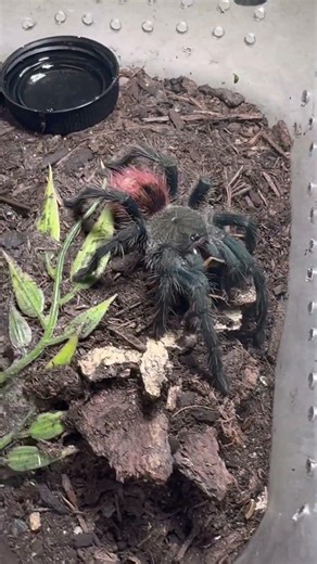 A sub adult and sling Brazilian blue/Lasiocyano sazimai and sub adult Peruvian Flame Rump/T. ockerti