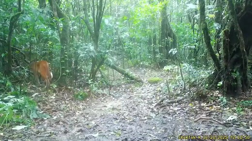 26K views · 287 reactions | NAKHON SI THAMMARAT - Rare footage of an...