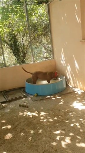 6.6K views · 422 reactions | Bon, comment vous dire? Au début j'étais un peu retissant mais après je me suis tout simplement éclaté . A la fin l'eau était un peu dégueu 藍 mais les animaliers m'ont dit "ce n'est pas grave on va la changer. Le principal c'est que tu en ai bien profité " <3 CAMERON (le beau goss ) | Refuge Jean Duflos | Facebook