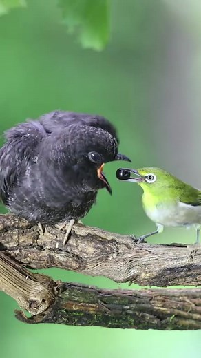1.7K reactions · 50 shares | CHIM GÌ ĐÂY CẢ NHÀ OIII TuanCong Hoang Thuylinh Do Tuancong TuanCong - Phụ kiện chim cảnh #tuancong #viralreelschallenge #virals #chimcanh #VIP | Thuỳ Linh | Facebook