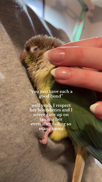 Effective Techniques for Taming Budgies and Parrots