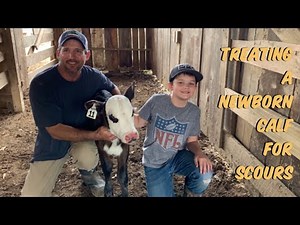 #14 - Working Calves & Treating Scours in newborn Calf