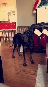 6.3K views · 130 reactions | Meet Boomer, our 4 year old male Black &...