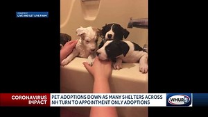 Pet adoptions down as many shelters across NH turn to appointment only adoptions